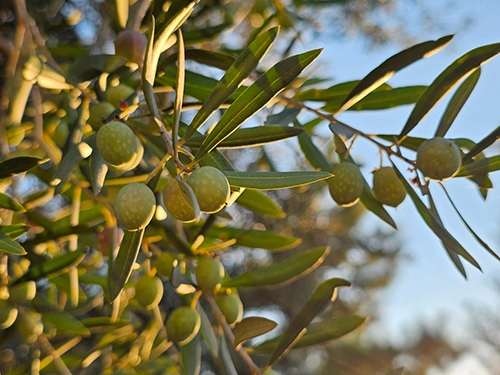 Frutos del olivo Almazara, Aranjuez