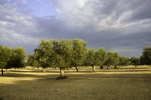 almazara aceite de oliva extra virgen espana 28