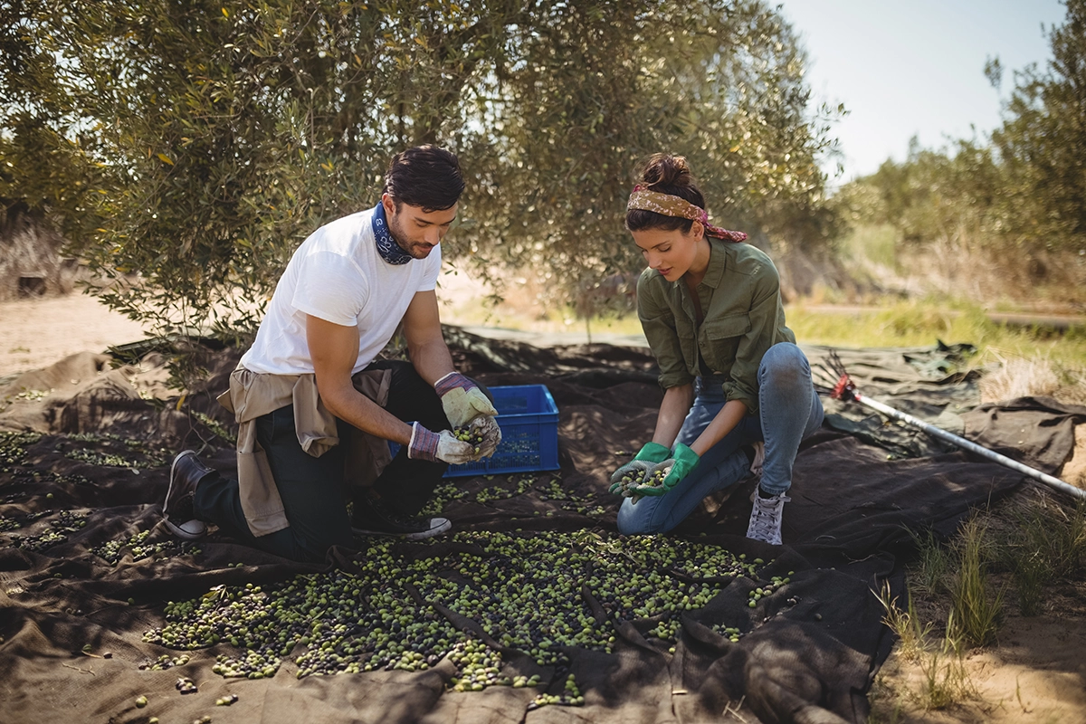 Pareja joven recogiendo y limpiando olivas.
