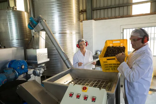 Aceitunas avanzando por el proceso de elaboración en la fábrica