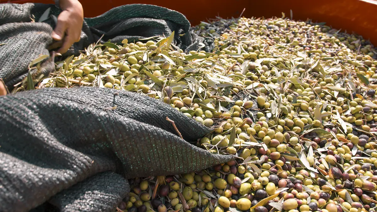 Aceituna recién recogida acumulada sobre la malla de recolección