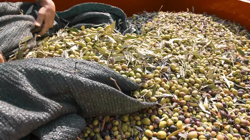 Aceituna recién recogida acumulada sobre la malla de recolección