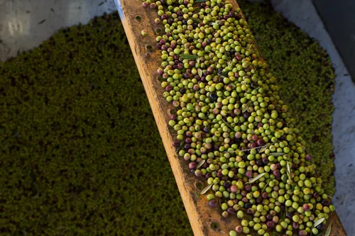 Aceitunas recién recogidas avanzando por una cinta transportadora