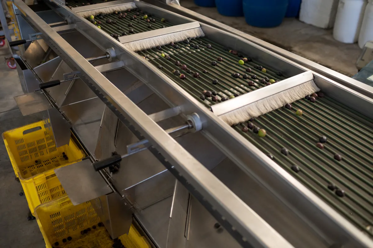 Aceitunas avanzando por la línea de producción de la fábrica