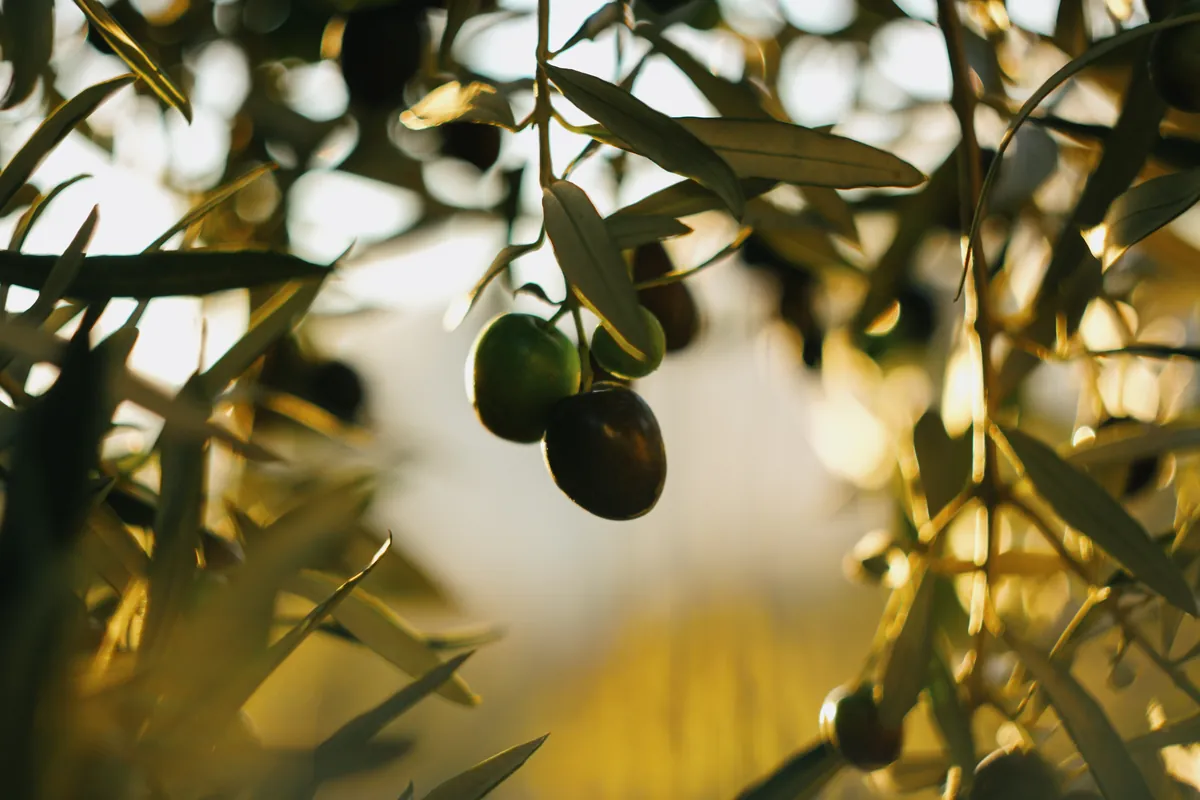 Aceitunas en la rama iluminadas por la luz del atardecer