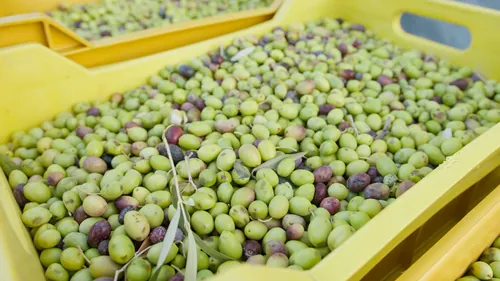 Aceitunas recién recolectadas dentro de un contenedor amarillo de plástico