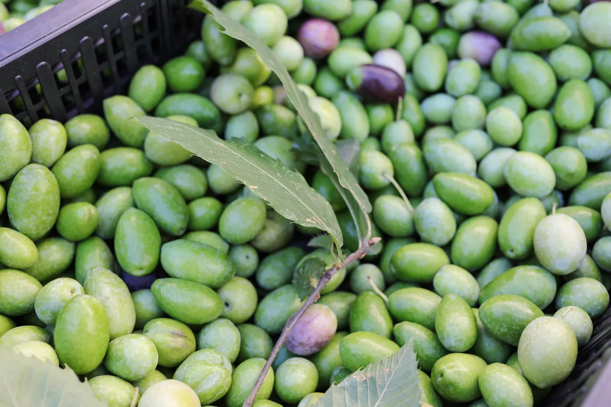 Primer plano de un grupo de aceitunas verdes frescas
