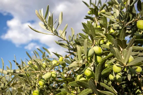 Aceitunas verdes frescas colgando de las ramas del olivo