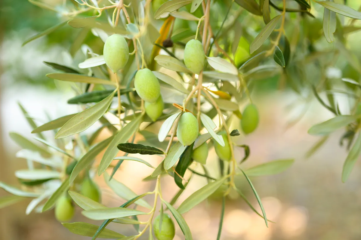 Aceitunas verdes creciendo en la rama de un olivo joven