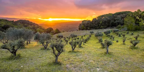 Atardecer sobre un olivar con el sol entre las copas