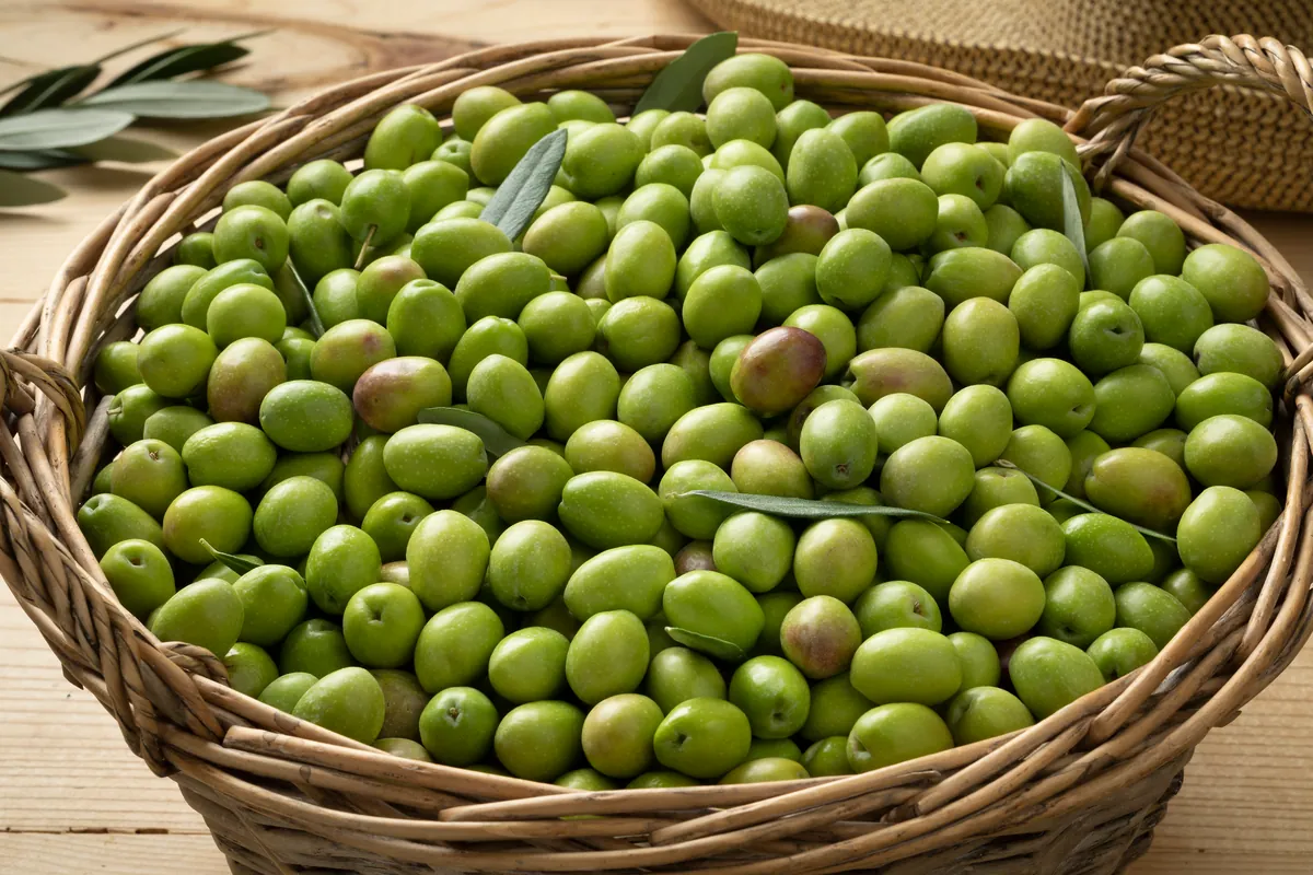 Cesta con aceitunas verdes crudas recién recogidas del olivar