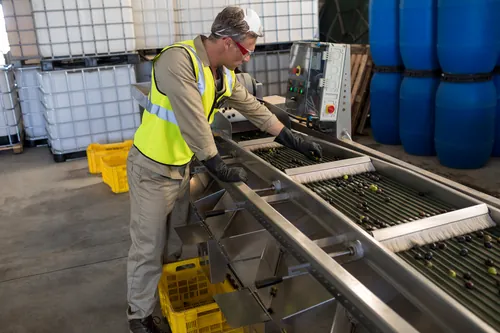 Operario inspeccionando aceitunas en la cinta de selección industrial