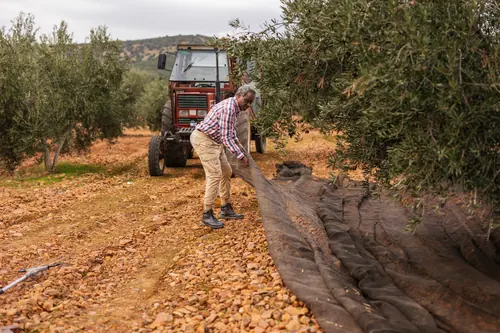 Agricultor colocando las mallas de recogida bajo los árboles