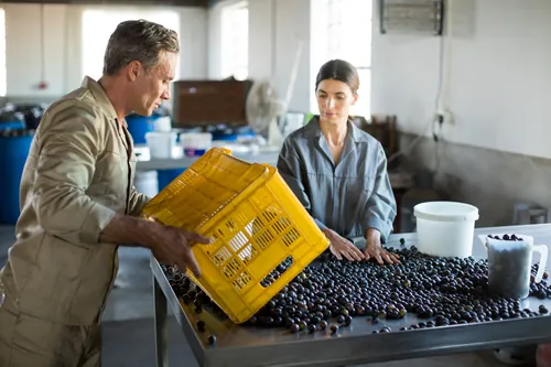 Operarios revisando la aceituna recolectada a su llegada a fábrica
