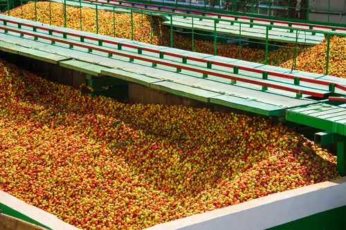 Gran volumen de fruta recolectada en una planta de procesado