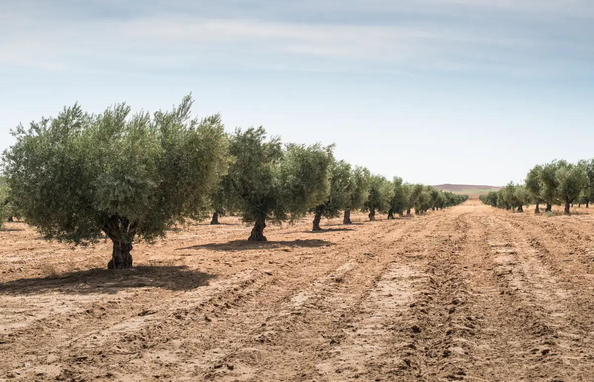 Vista general de una finca dedicada al cultivo del olivo