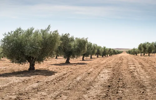 Vista general de una finca dedicada al cultivo del olivo