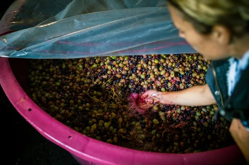 Operaria revisando la fruta recolectada antes de su procesado