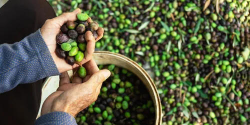 Manos de un hombre mayor recogiendo aceituna del árbol