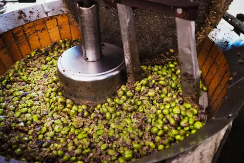 Aceitunas trituradas en la máquina de molturación del molino