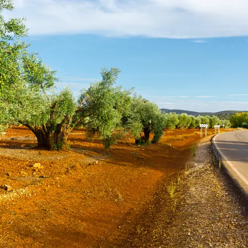 Hileras de olivos alineadas junto a una carretera comarcal
