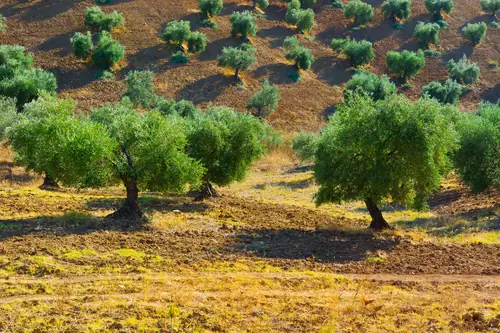 Olivar plantado en la ladera de una montaña del norte de España