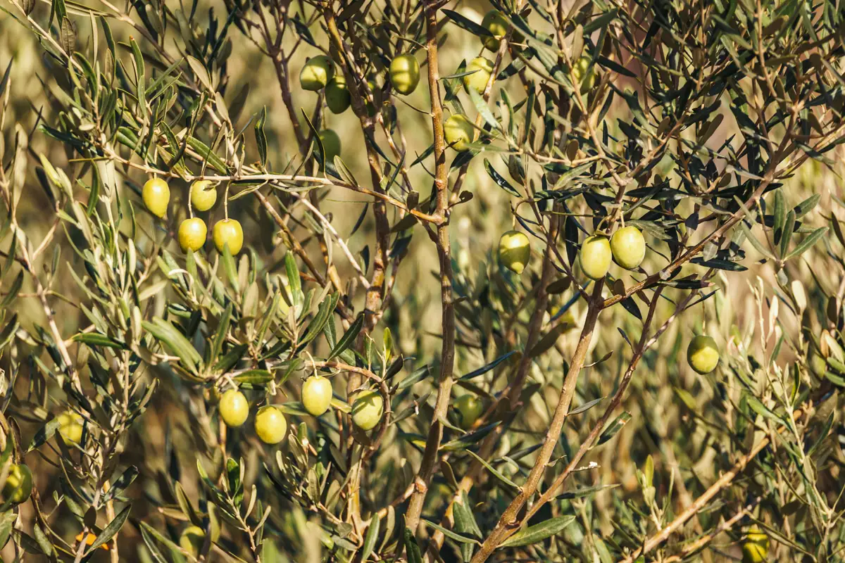 Olivo cargado de aceitunas verdes recién formadas en sus ramas