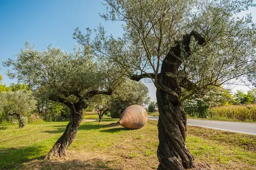 Olivos plantados en un prado abierto de campo