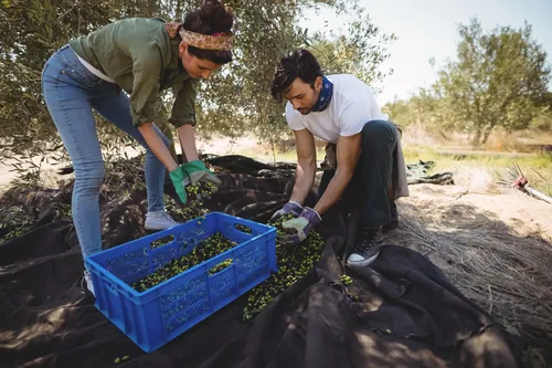 Pareja joven recogiendo aceituna en el campo de la finca