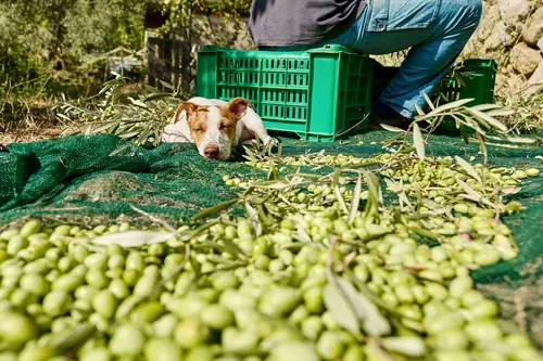 Perro acompañando a los recolectores durante la campaña