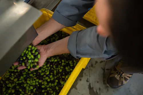 Puñado de aceitunas recogido en plena línea de producción