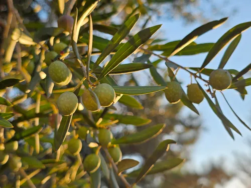 Rama de olivo con aceitunas verdes a punto de madurar