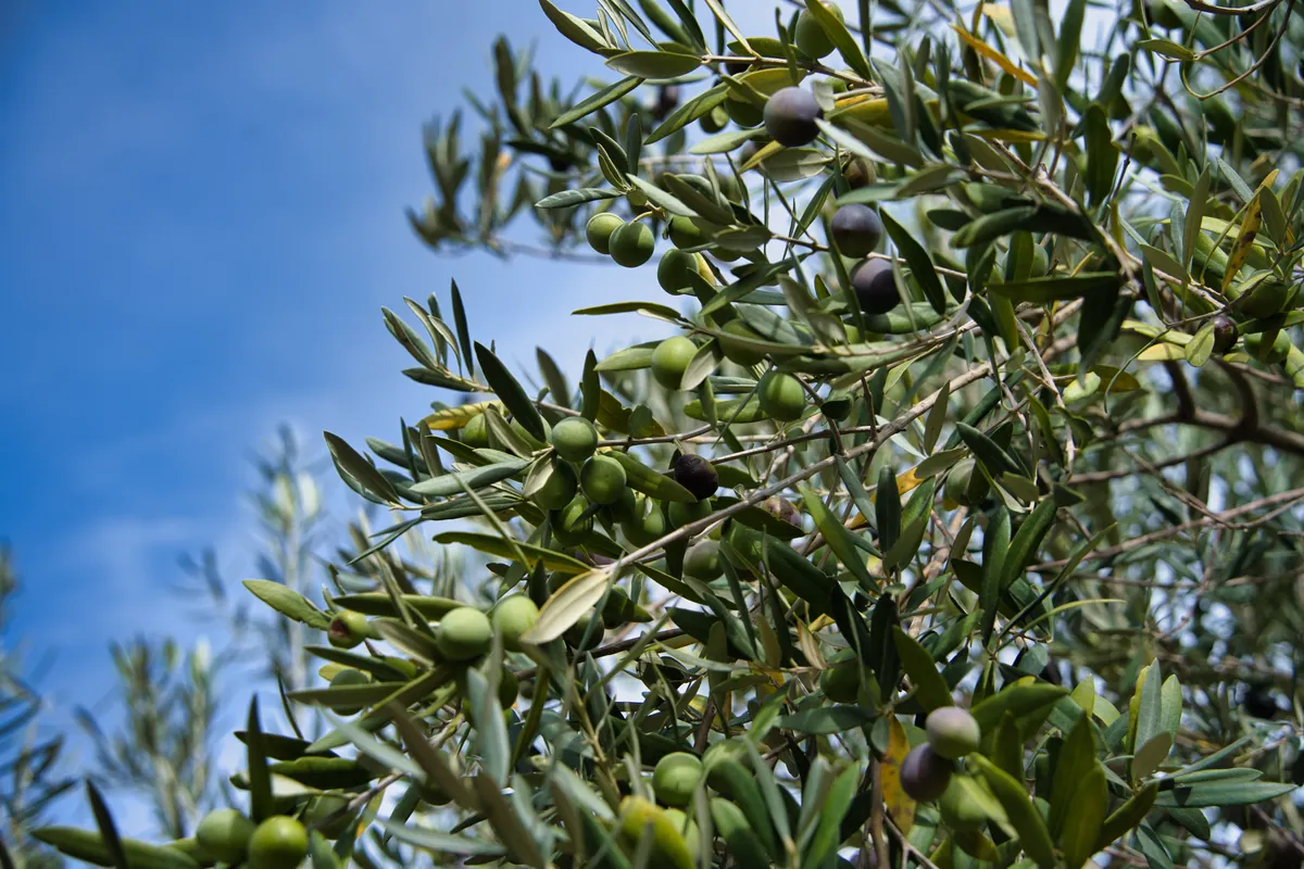 Rama de olivo con aceitunas en pleno envero