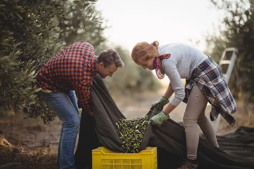 Dos agricultores recogiendo aceituna en cajas dentro de la finca