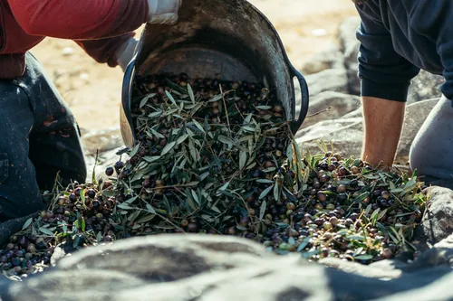 Recogida de aceituna en la finca destinada a la producción