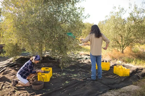 Jornaleros recogiendo aceituna durante la campaña en el olivar
