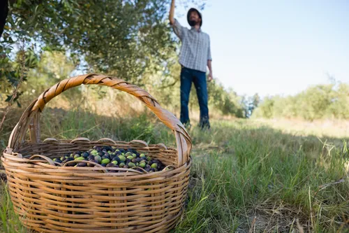 Recolección de aceituna con una cesta de mimbre en el campo