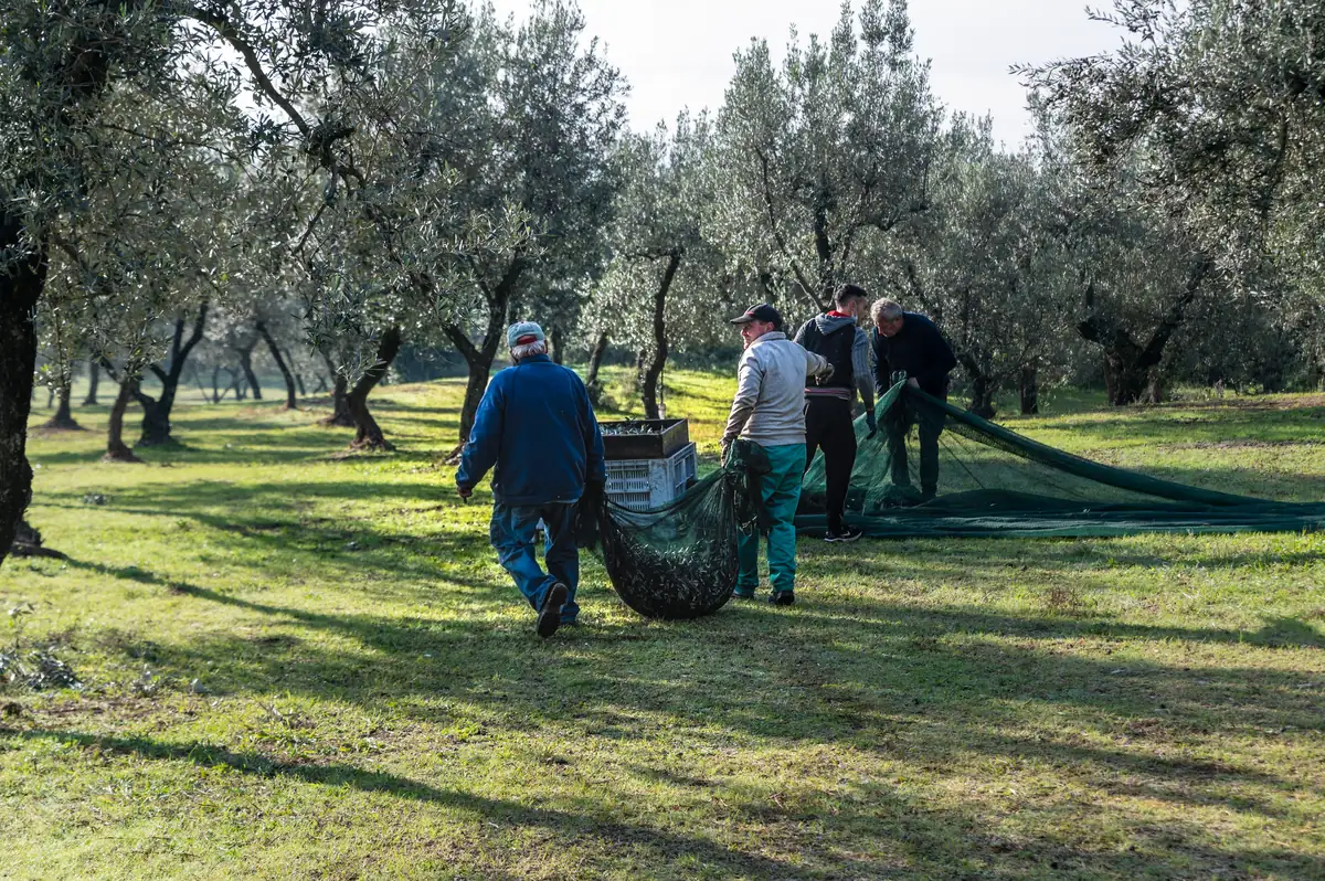 Recolección con mallas extendidas en un entorno rural tranquilo