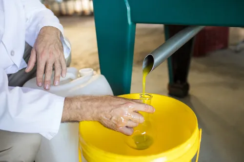 Técnico examinando el aceite de oliva recién salido de la máquina