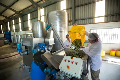 Operarios vertiendo aceituna en la línea de la planta procesadora