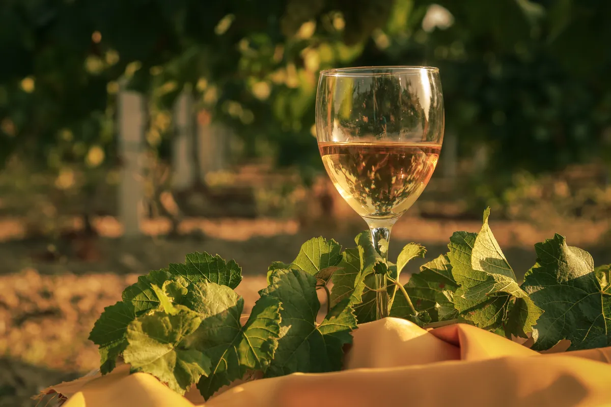 Copa de vino blanco sobre una mesa vieja en el viñedo
