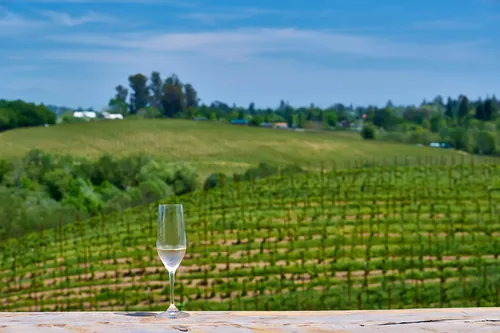 Copa de vino frente a un viñedo verde y ondulado