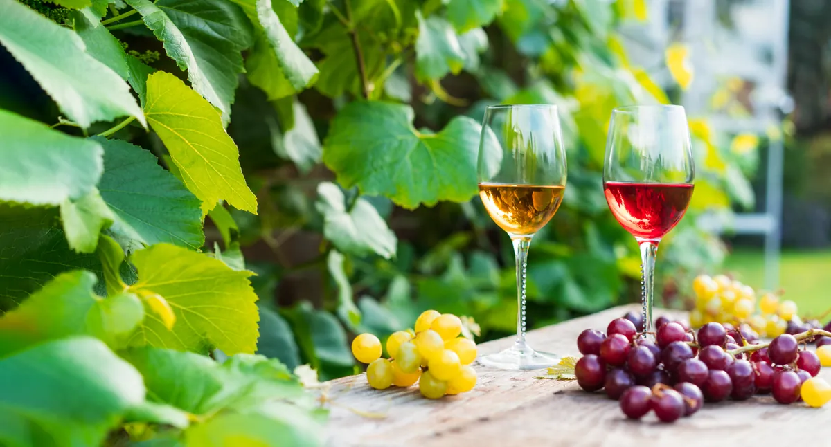 Copas de blanco y tinto acompañadas de granos de uva