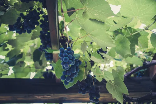 Racimos de uva madurando en las cepas del viñedo