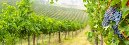 bodega-vinedo-paisaje-panoramico-151