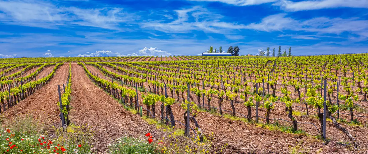 Viñedos manchegos extendiéndose hasta la línea del horizonte